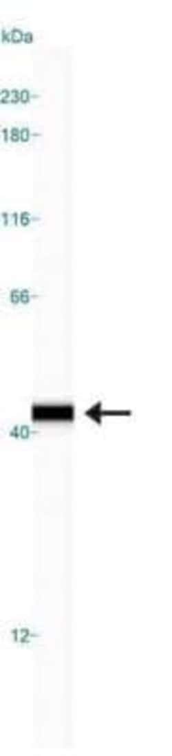 IkB-alpha Antibody (6A920) - Azide and BSA Free, Novus Biologicals 0.1